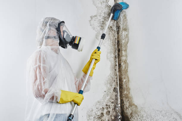 Best Commercial Mold Removal  in Chincoteague, VA