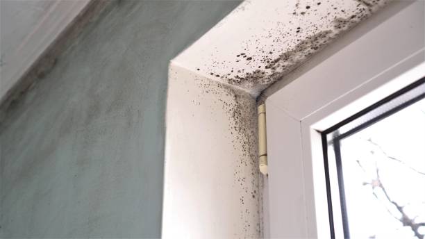 Best Certified Mold Removal  in Chincoteague, VA