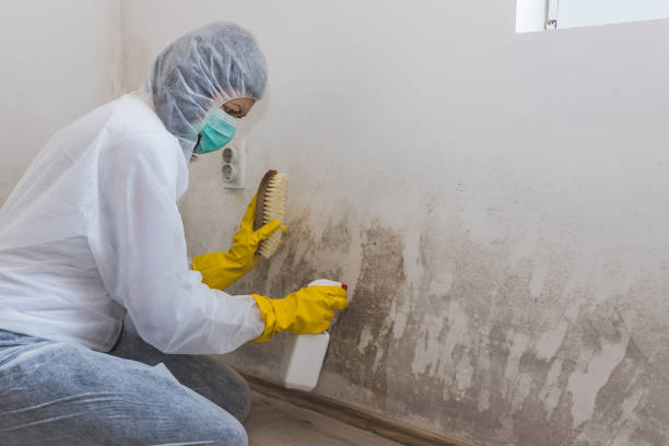 Best Best Mold Removal Companies  in Chincoteague, VA