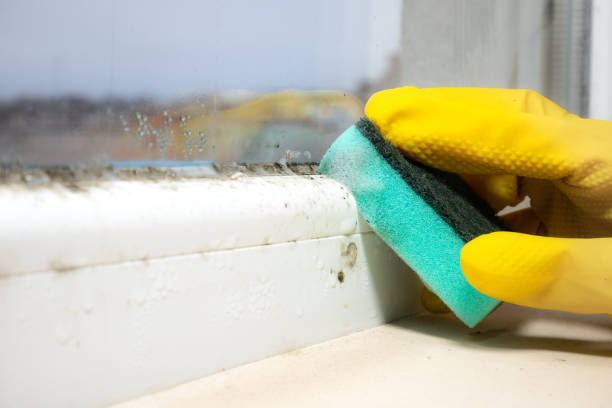 Best Local Mold Removal Service  in Chincoteague, VA