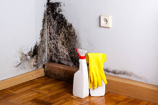Best Mold Cleaning Services  in Chincoteague, VA