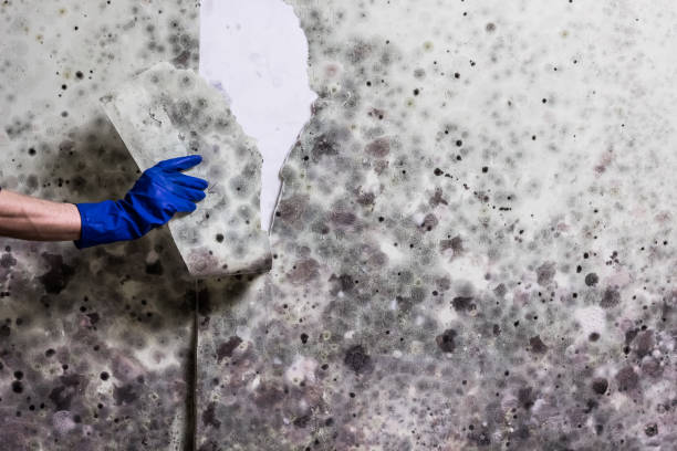 Professional Mold Removal in Chincoteague, VA
